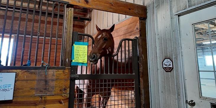 Southern Delaware Therapeutic Riding to host holiday market to feature 60+ vendors, food trucks and local artisans